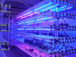 温室 T5 LED の蛍光植物はレタス、キャベツのためのライトを育てます